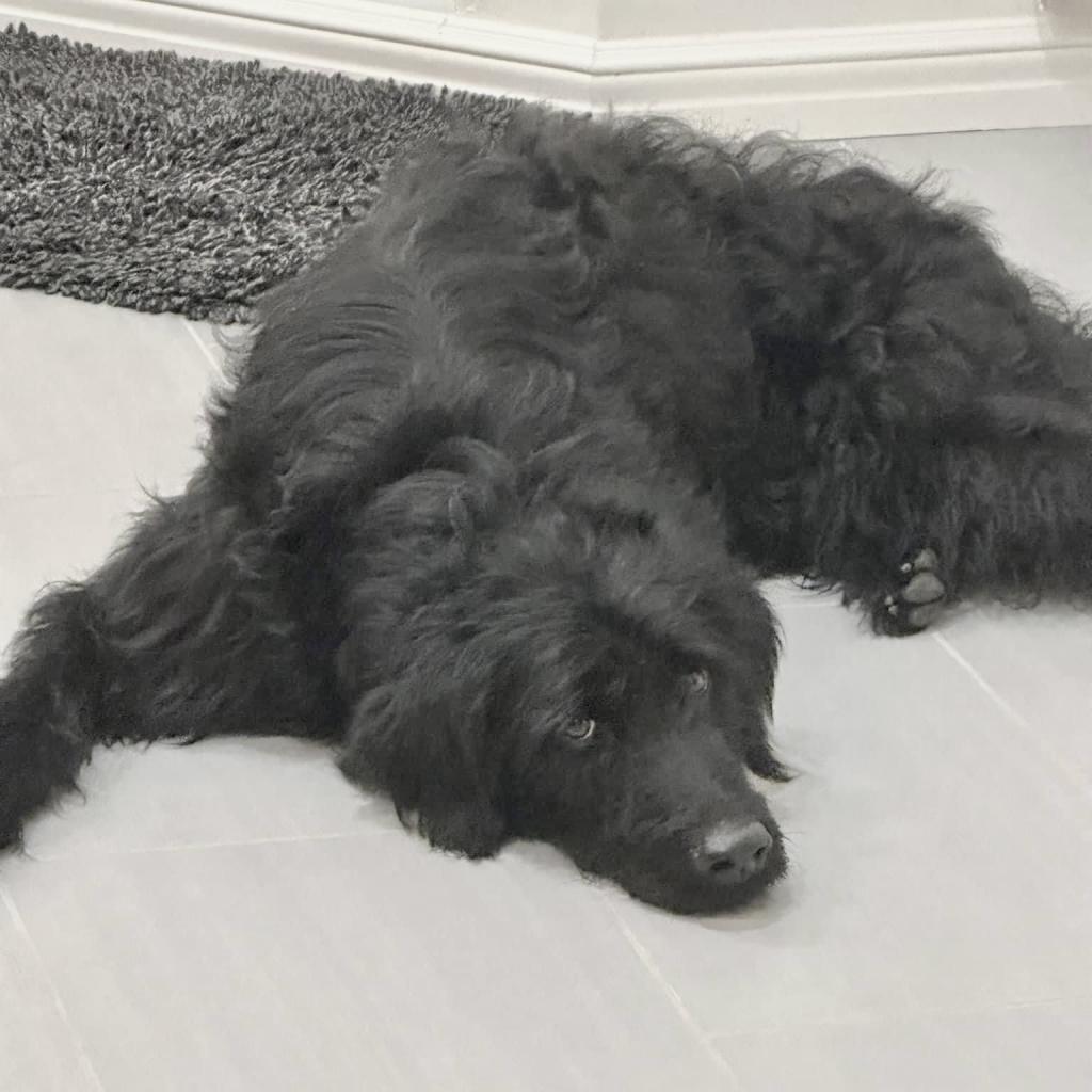 Vincenzo, a Adoptable mixed breed in Peculiar, MO image 4/6