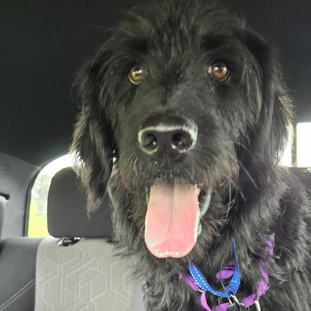 Vincenzo, a Adoptable mixed breed in Peculiar, MO image 5/6