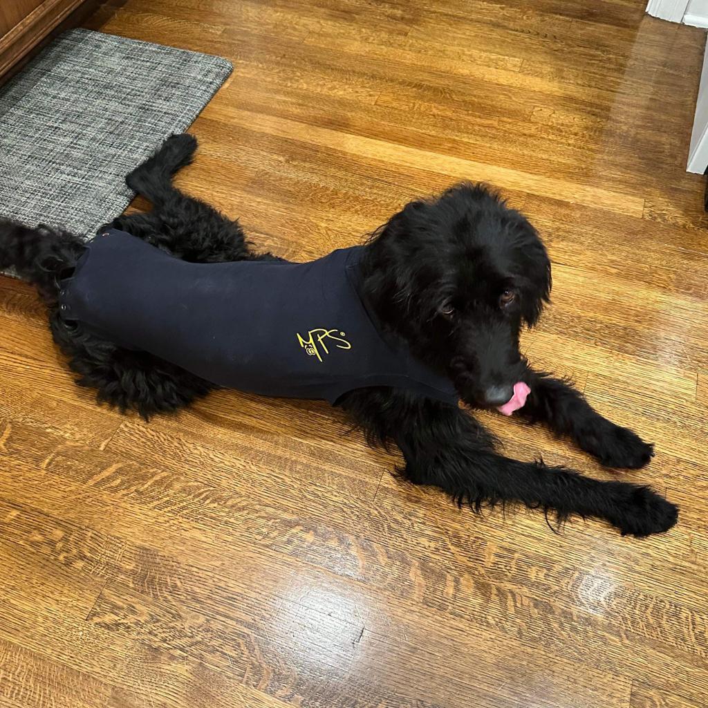 Vincenzo, a Adoptable mixed breed in Peculiar, MO image 6/6