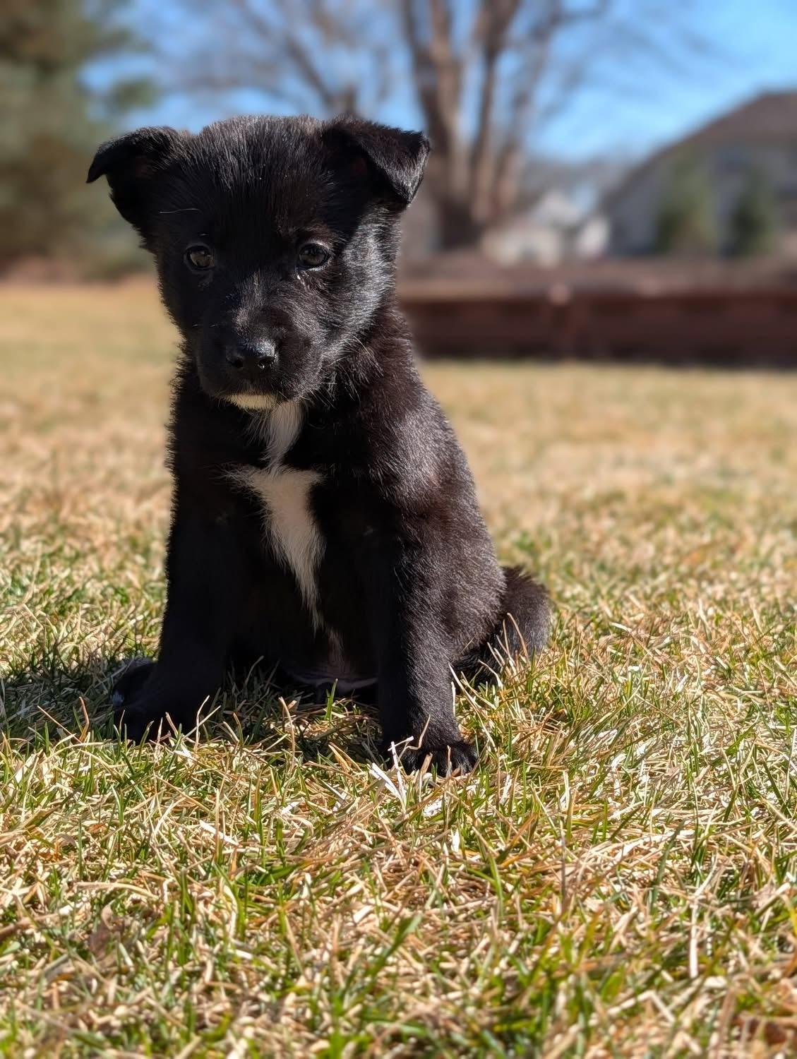 Rolo, a ADOPTABLE mixed breed in Byron, IL image 2/6
