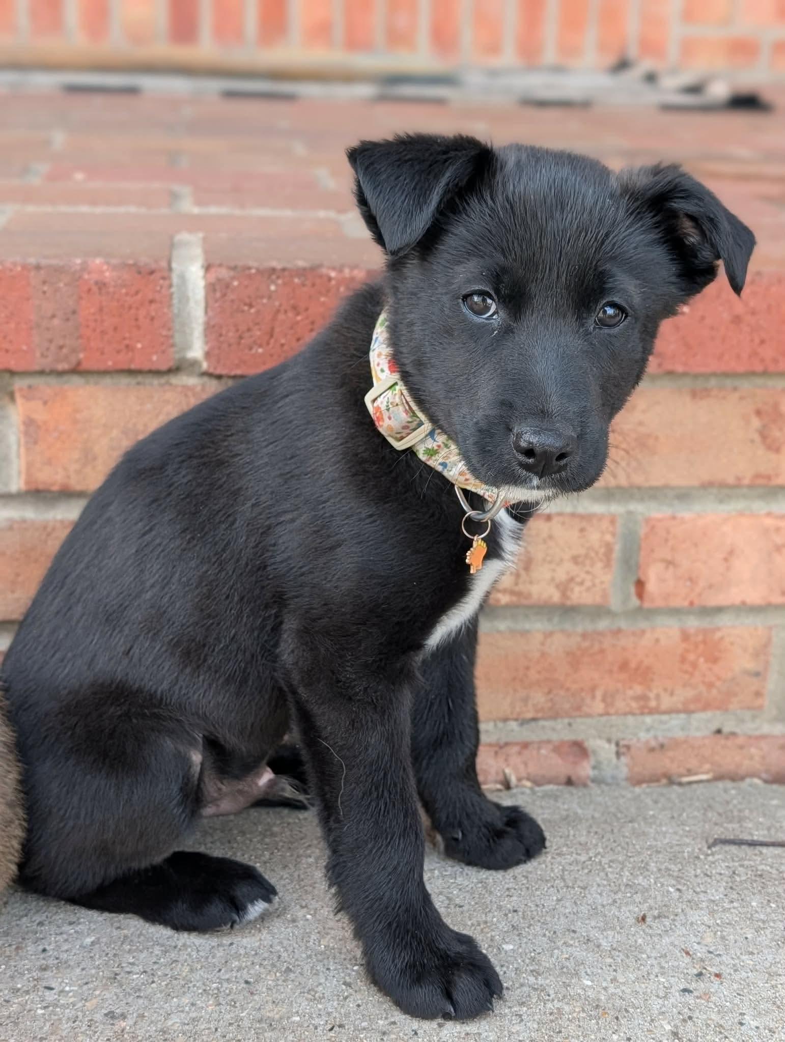 Rolo, ADOPTABLE, Puppy Male Border Collie.
