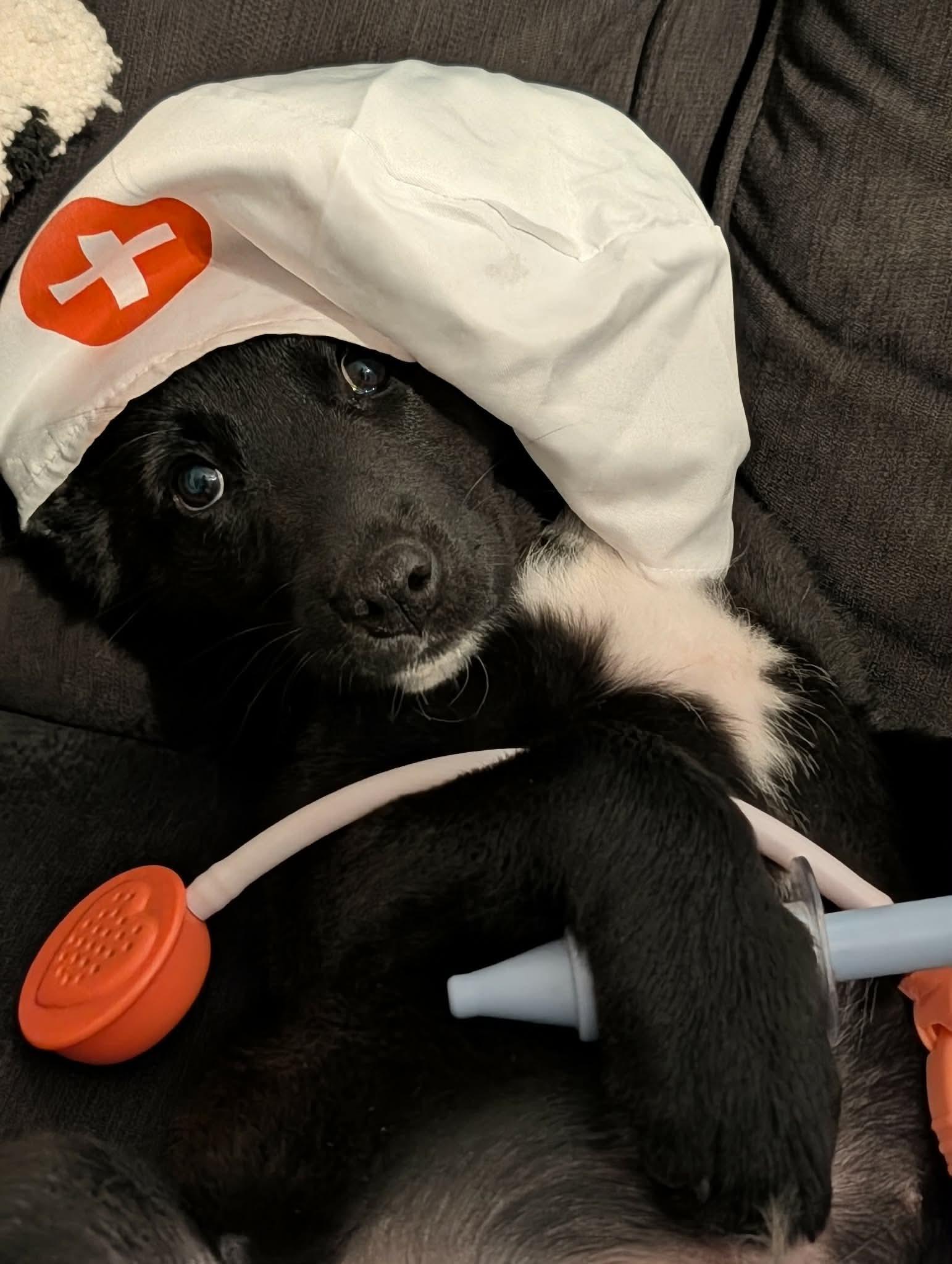 Rolo, a ADOPTABLE mixed breed in Byron, IL image 6/6