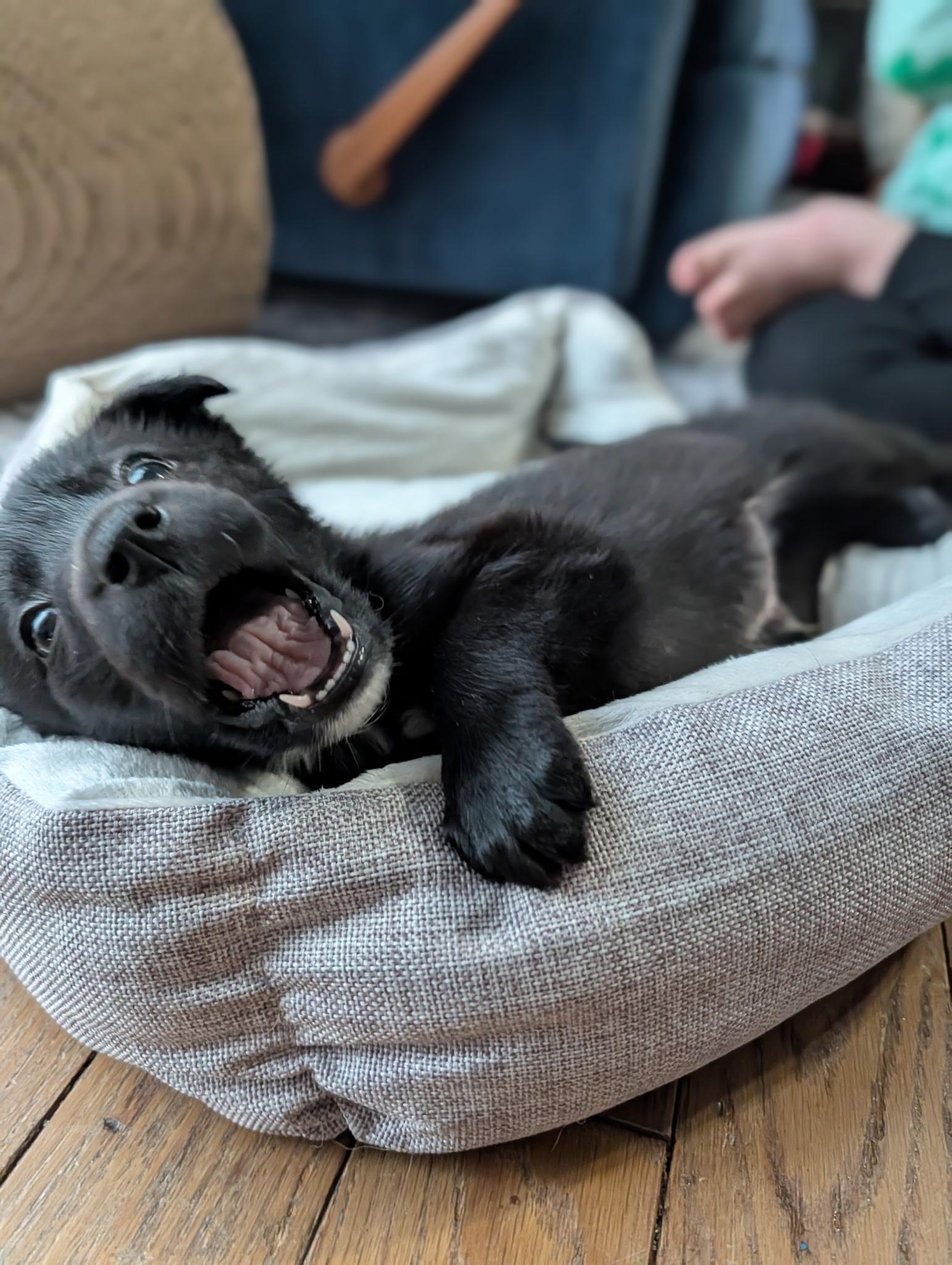 Rolo, a ADOPTABLE mixed breed in Byron, IL image 3/6