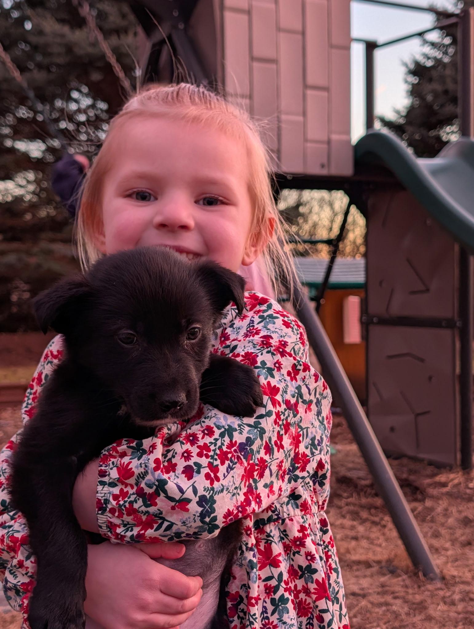 Rolo, a ADOPTABLE mixed breed in Byron, IL image 5/6