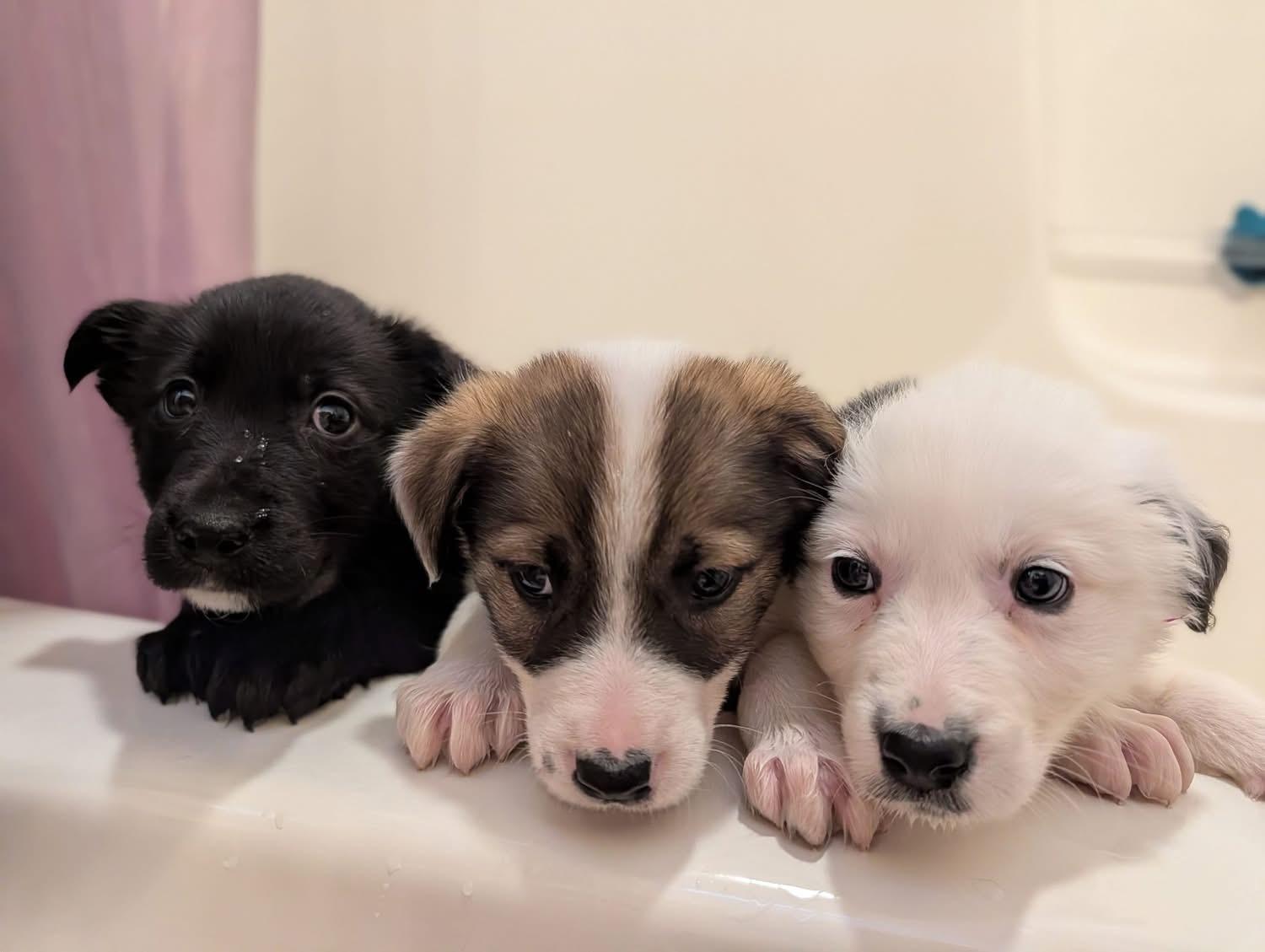 Rolo, a ADOPTABLE mixed breed in Byron, IL image 4/6