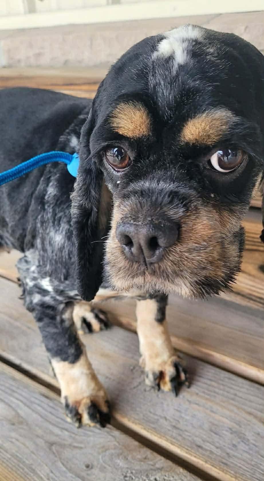 Enlarge Josie, a ADOPTABLE Cocker Spaniel in St. Clairsville, OH image 4/4