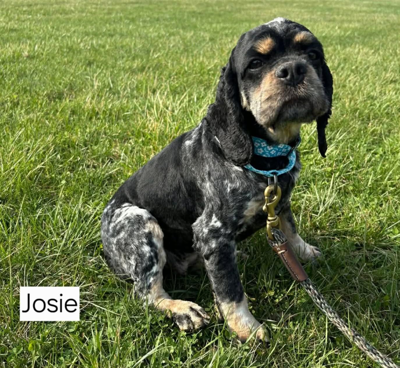 Josie, ADOPTABLE, Young Female Cocker Spaniel.