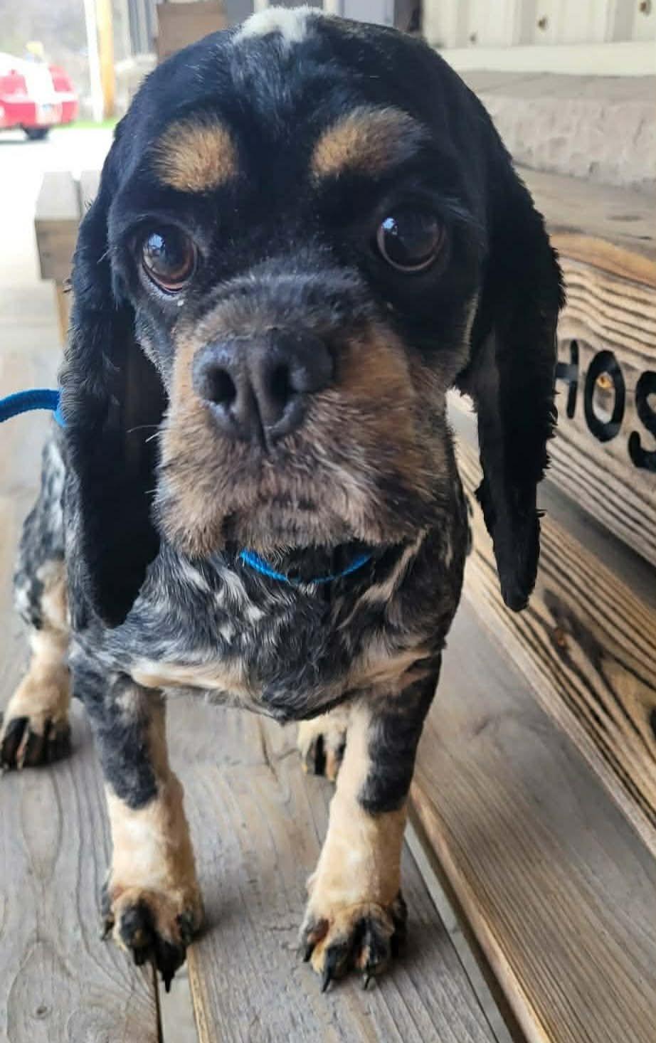 Enlarge Josie, a ADOPTABLE Cocker Spaniel in St. Clairsville, OH image 3/4