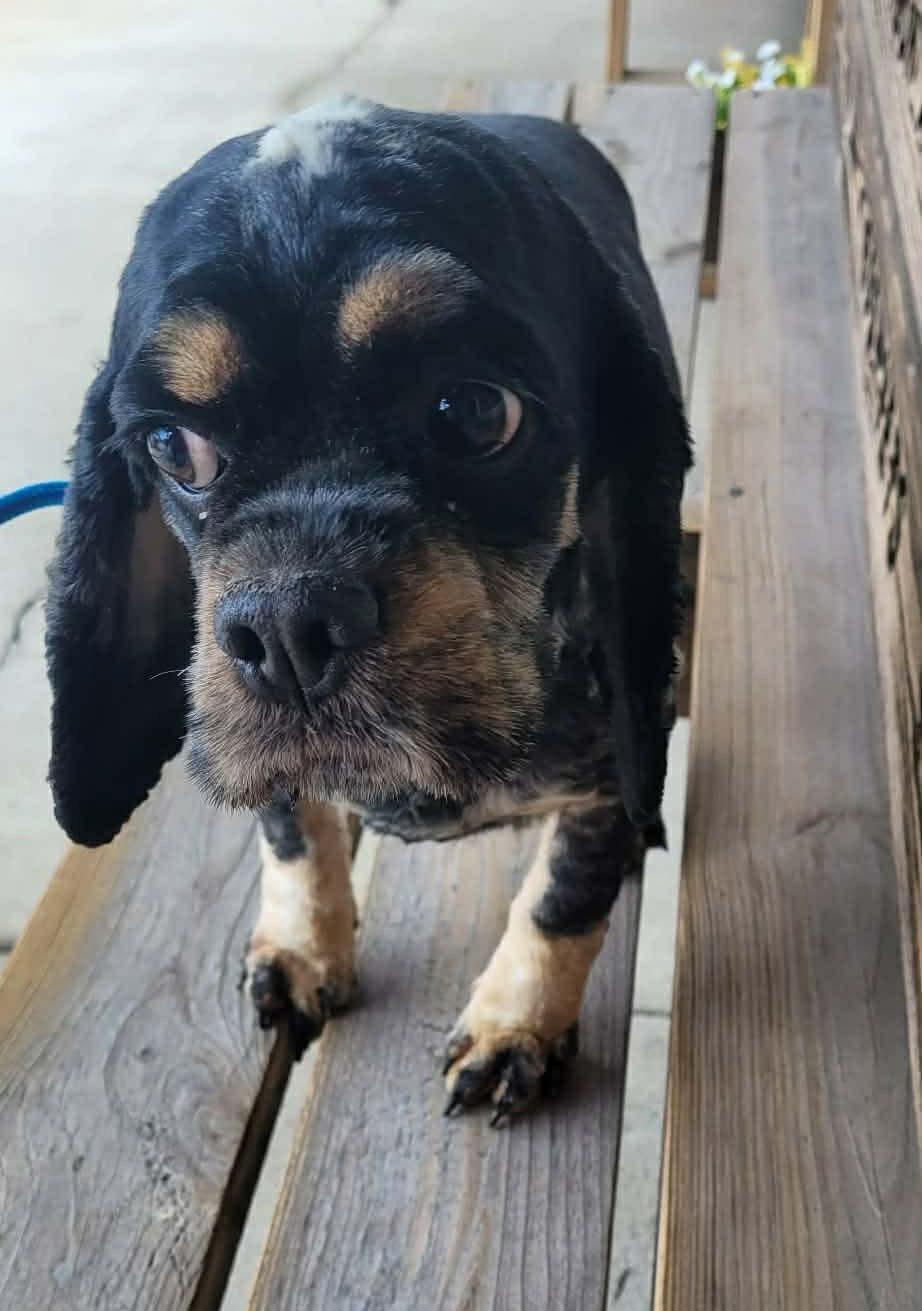 Enlarge Josie, a ADOPTABLE Cocker Spaniel in St. Clairsville, OH image 2/4