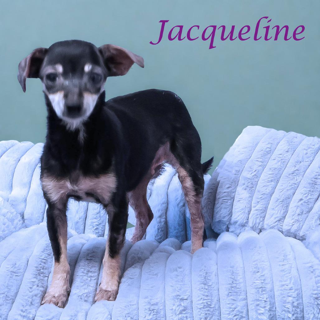 Jacqueline D25-193, Adoptable, Senior Female Chihuahua.