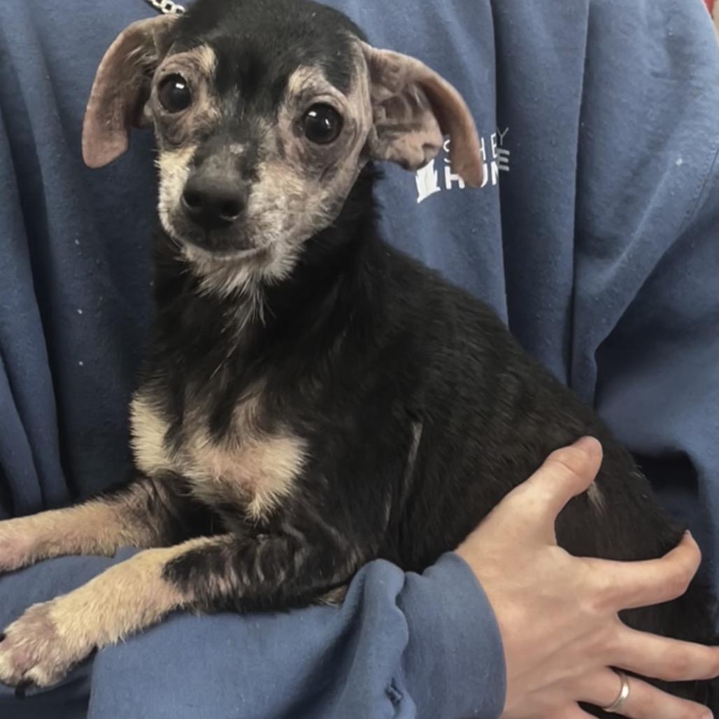 Jacqueline D25-193, a Adoptable mixed breed in Lebanon, TN image 2/5