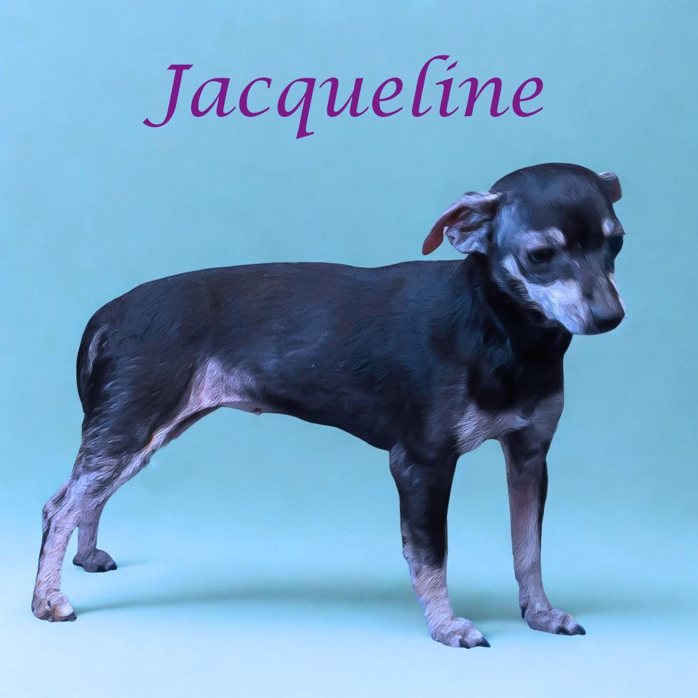 Jacqueline D25-193, a Adoptable mixed breed in Lebanon, TN image 3/5