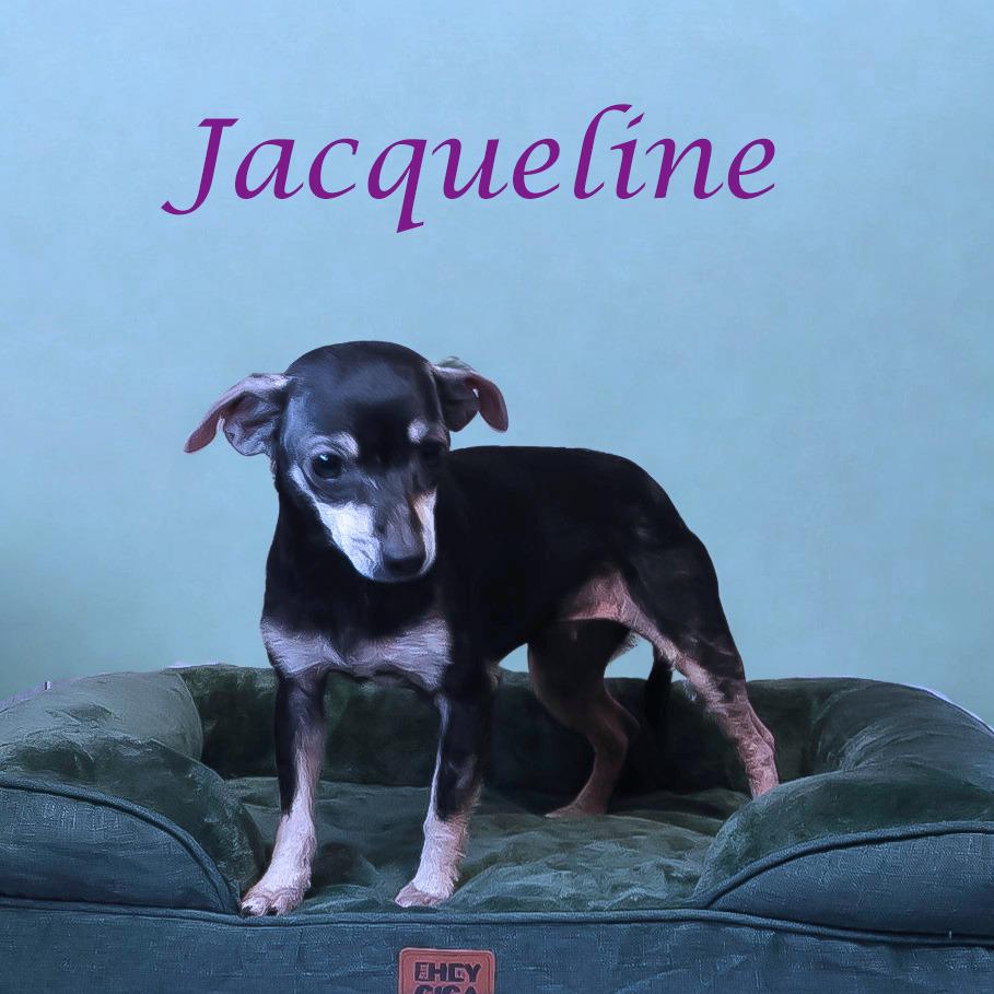 Jacqueline D25-193, a Adoptable mixed breed in Lebanon, TN image 5/5