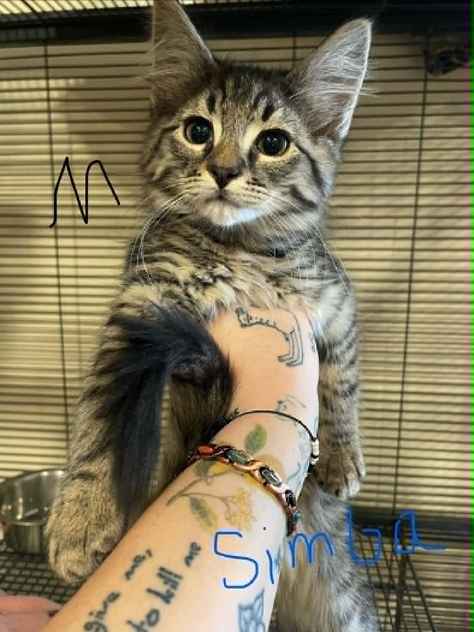 Enlarge Simba, a ADOPTABLE Domestic Long Hair in Bishopville, SC image 1/1