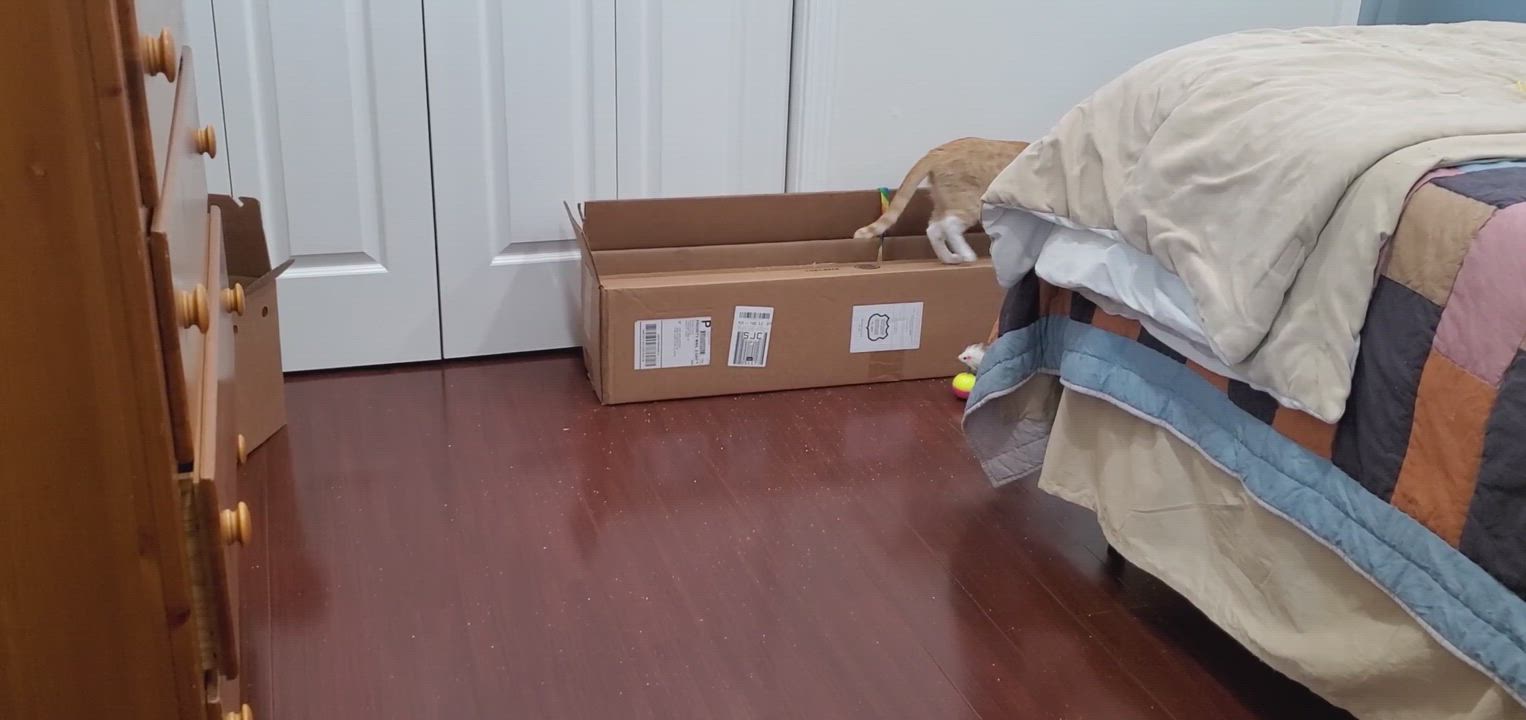 Enlarge Claire, a Adopted Tabby in San Jose, CA video 5/10