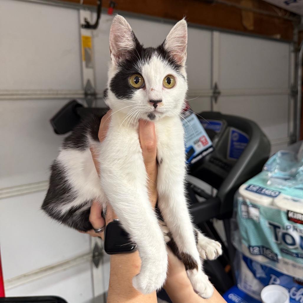 Trinity, Adoptable, Young Female Domestic Short Hair.