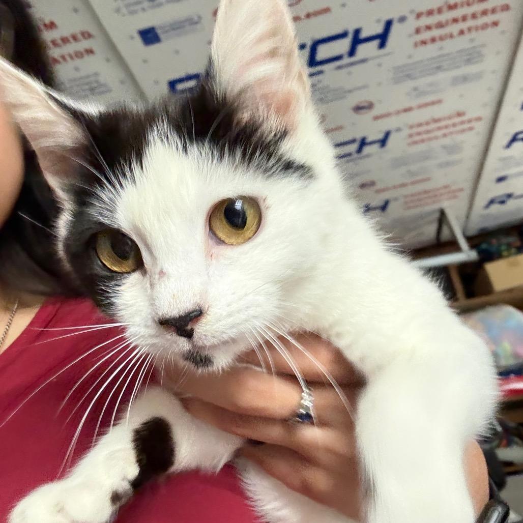 Trinity, a Adoptable Domestic Short Hair in Fresno, CA image 2/2