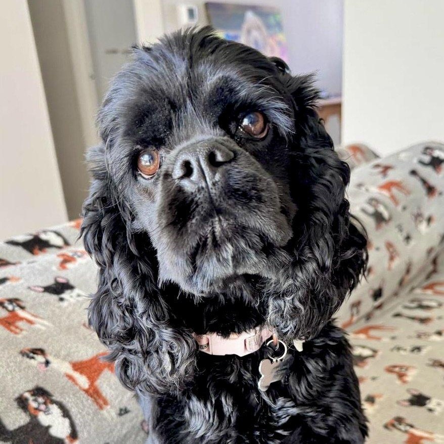 Celeste (CeCe), Adoptable, Young Female Cocker Spaniel.