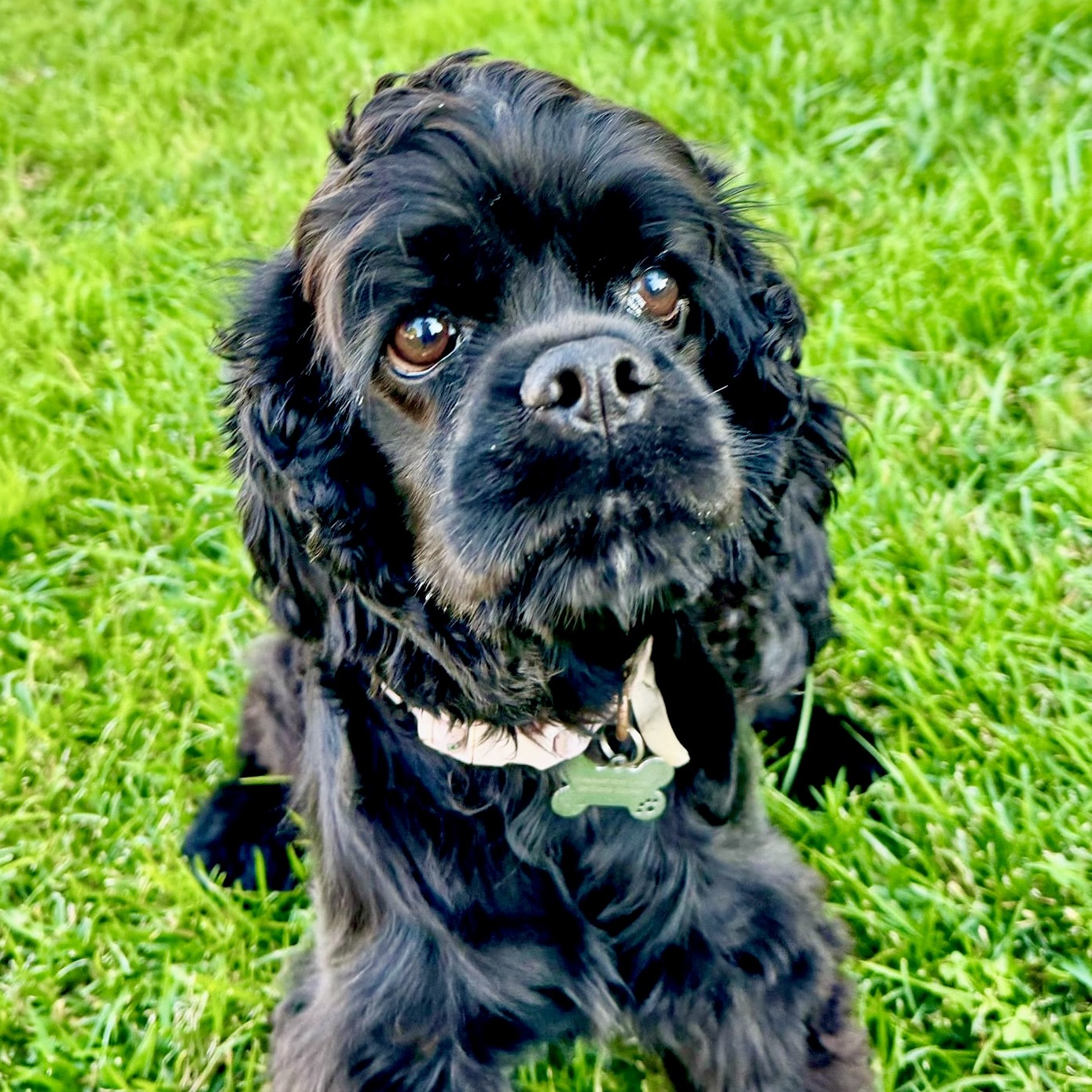 Enlarge Celeste (CeCe), a Adoptable Cocker Spaniel in Sherman Oaks, CA image 4/6