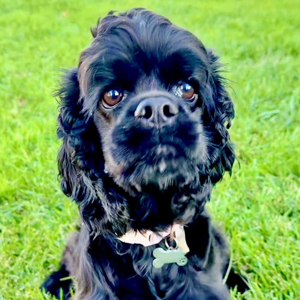 Enlarge Celeste (CeCe), a Adoptable Cocker Spaniel in Sherman Oaks, CA image 6/6