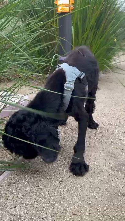Enlarge Celeste (CeCe), a Adoptable Cocker Spaniel in Sherman Oaks, CA video 5/6