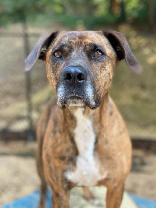 Keaton, a Adoptable mixed breed in Columbia, SC image 1/3
