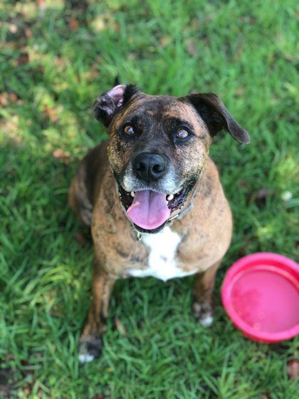 Keaton, a Adoptable mixed breed in Columbia, SC image 1/3