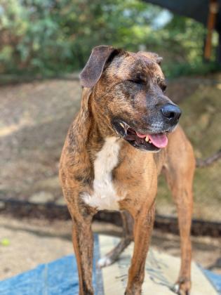 Keaton, a Adoptable mixed breed in Columbia, SC image 2/3