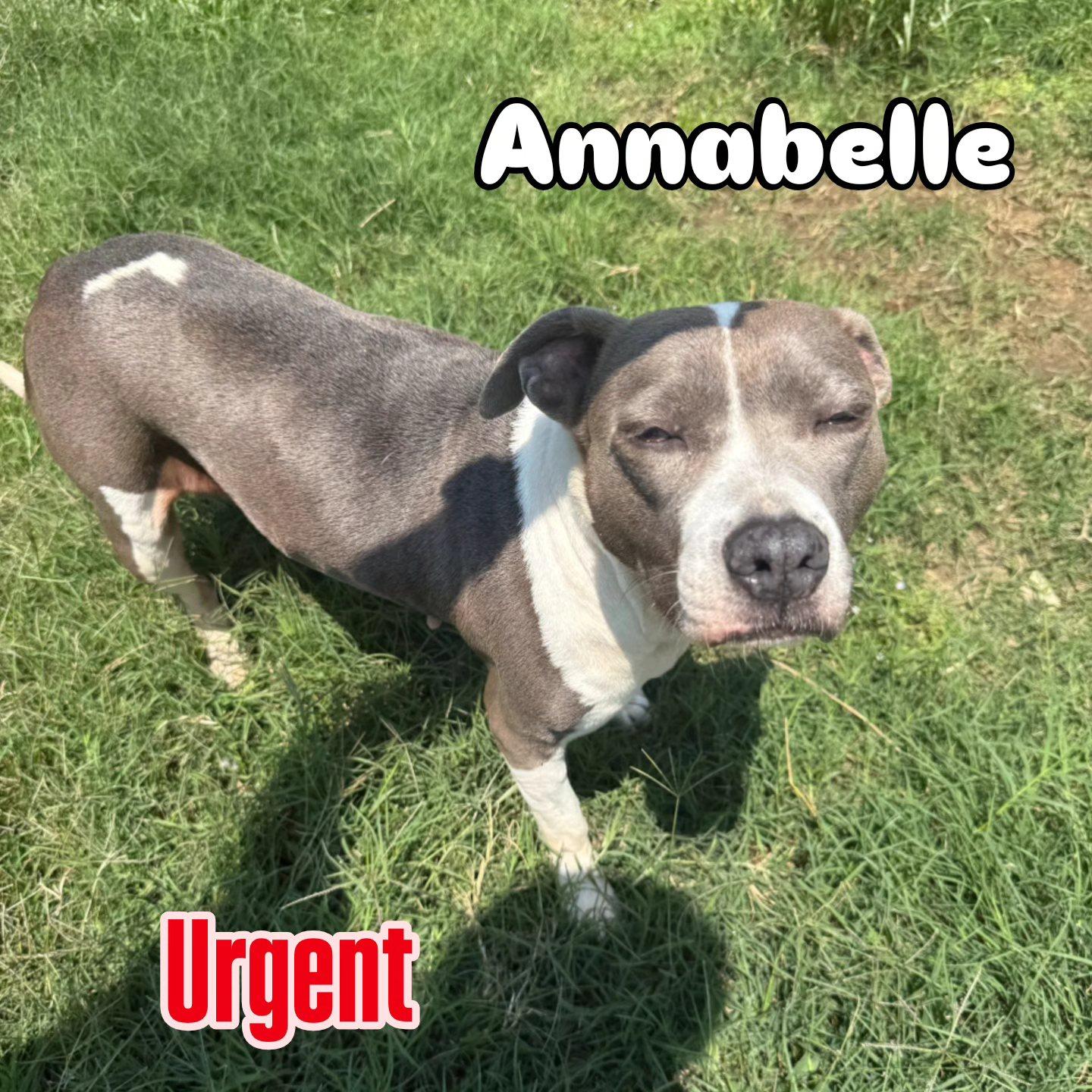 Annabelle photo 1