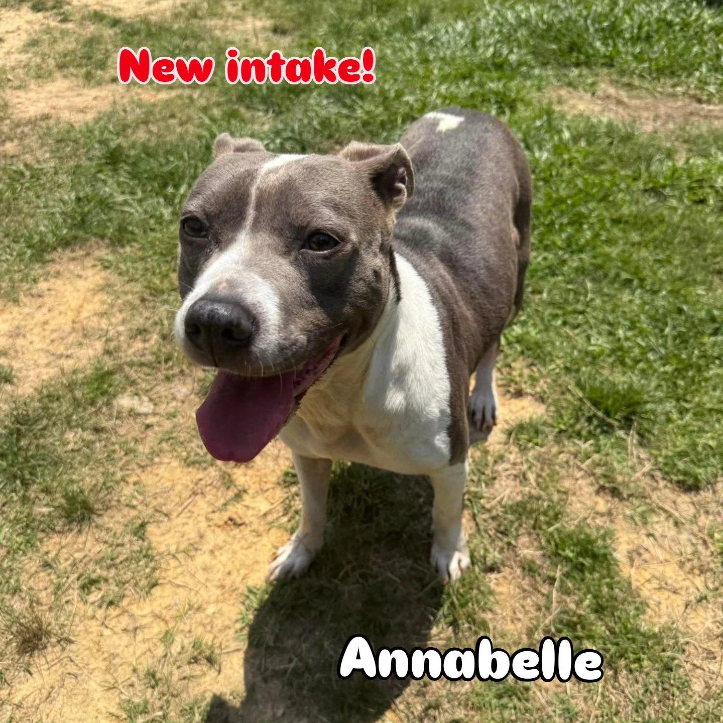 Annabelle thumbnail 2