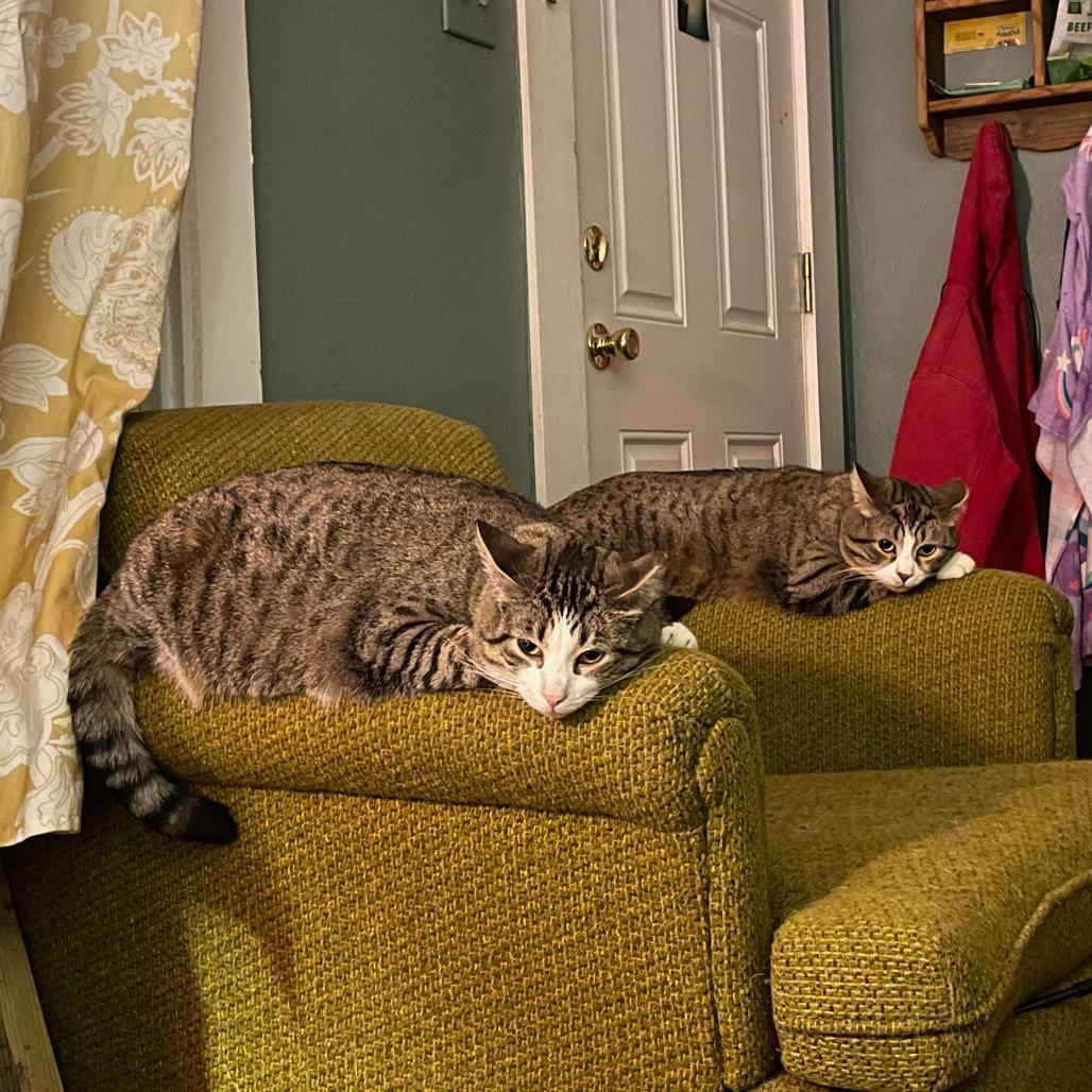 Louie (& Murphy), Adoptable, Adult Female Domestic Short Hair.