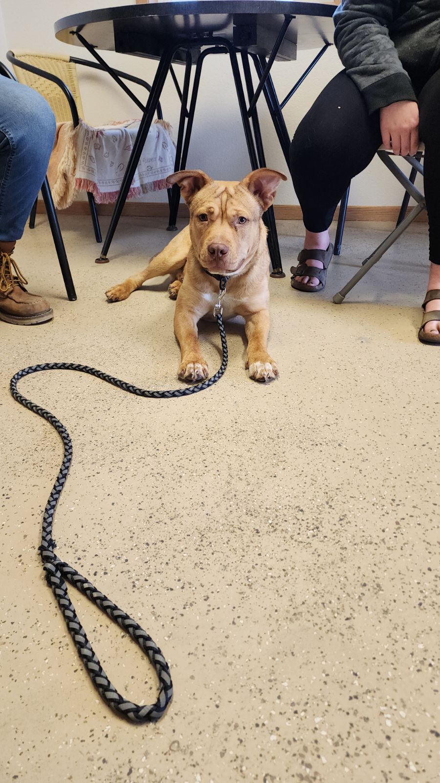 Dog for adoption Bruce, a Mixed Breed in Wahpeton, ND Petfinder