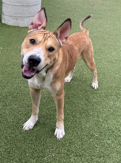 Loki, Adoptable, Adult Male Shar-Pei & Mixed Breed.