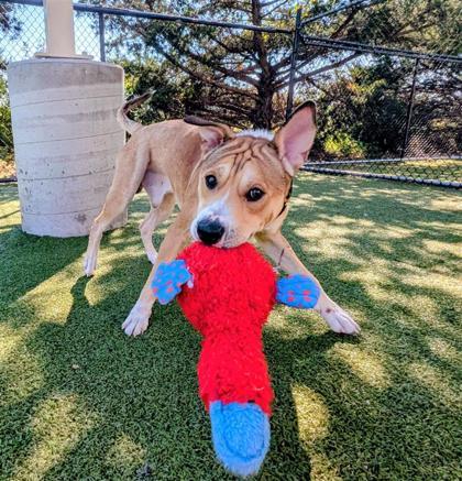 Loki, a Adoptable mixed breed in Hutchinson, KS image 2/3
