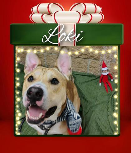 Loki, a Adoptable mixed breed in Hutchinson, KS image 3/3