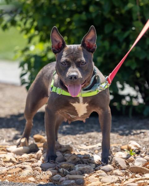 Enlarge Nova , a ADOPTABLE mixed breed in Powhatan, VA image 1/2