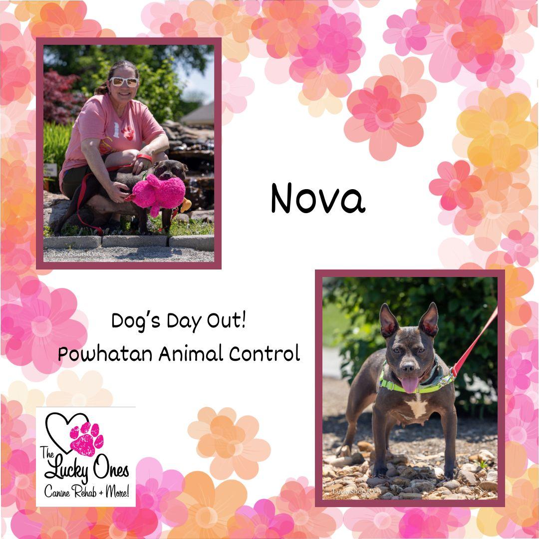 Enlarge Nova , a ADOPTABLE mixed breed in Powhatan, VA image 2/2