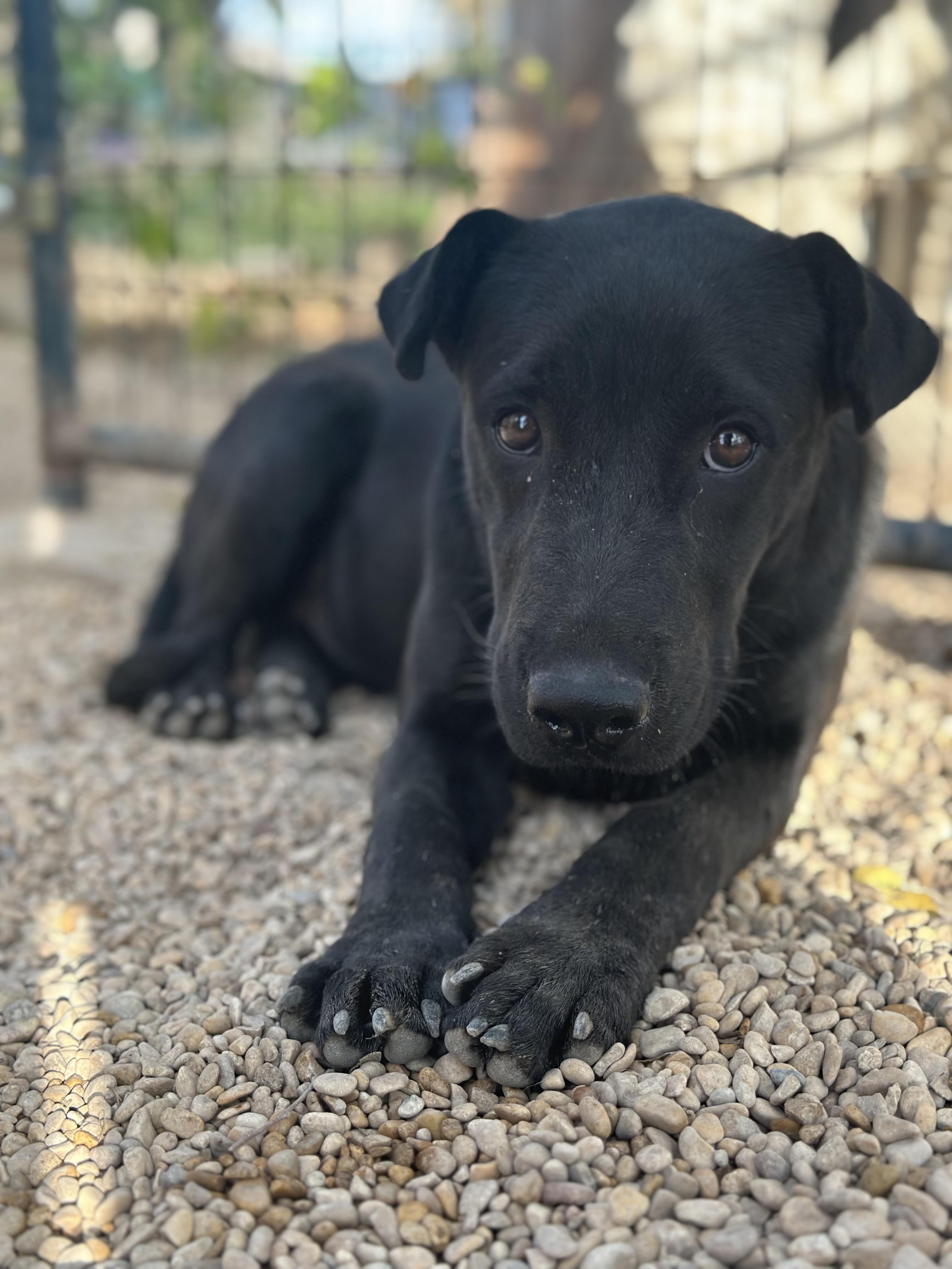 CAPTAIN, Adopted, Young Male Labrador Retriever.