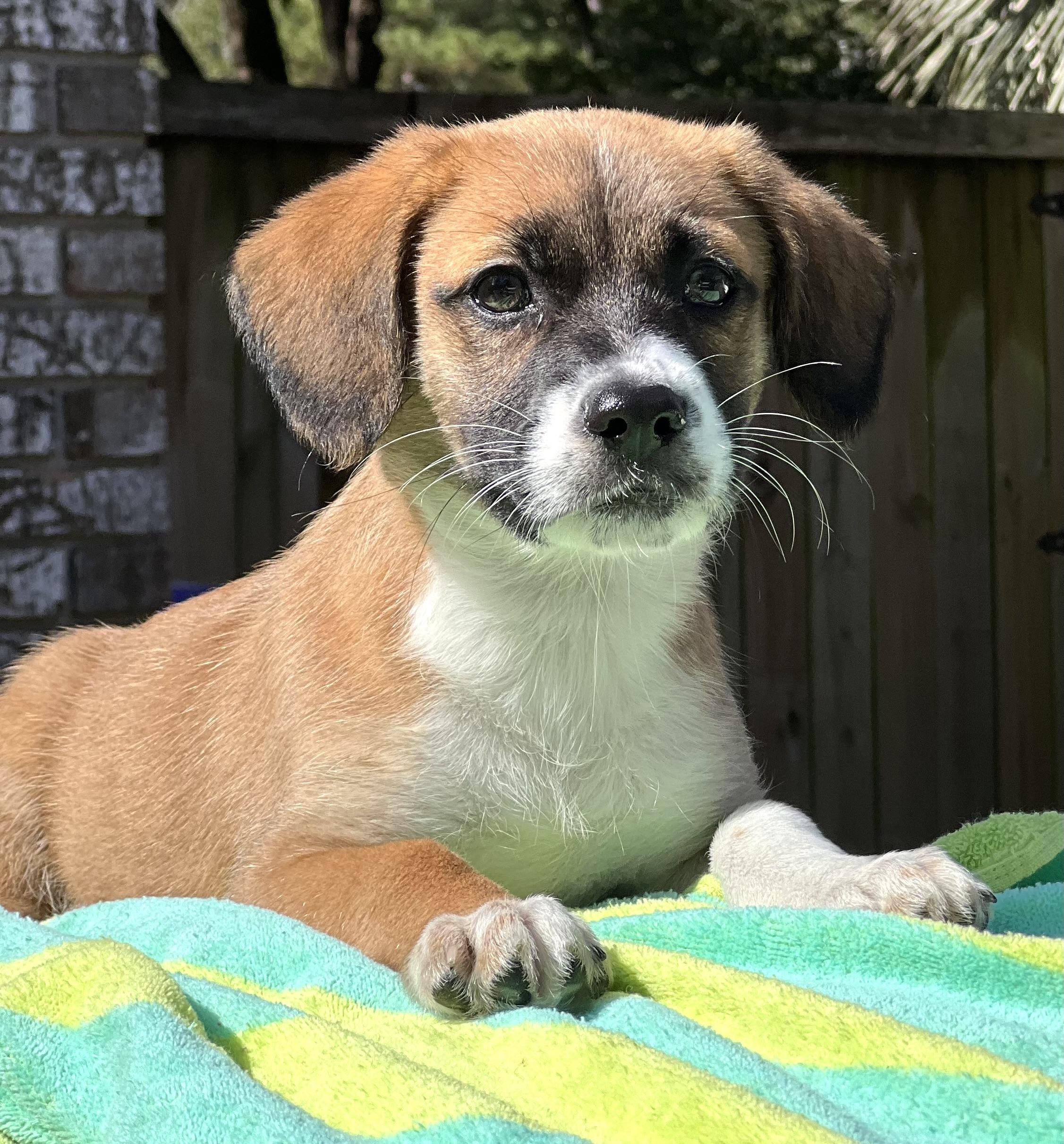 Tater, an adoptable mixed breed in Mt Pleasant, SC image 4/5