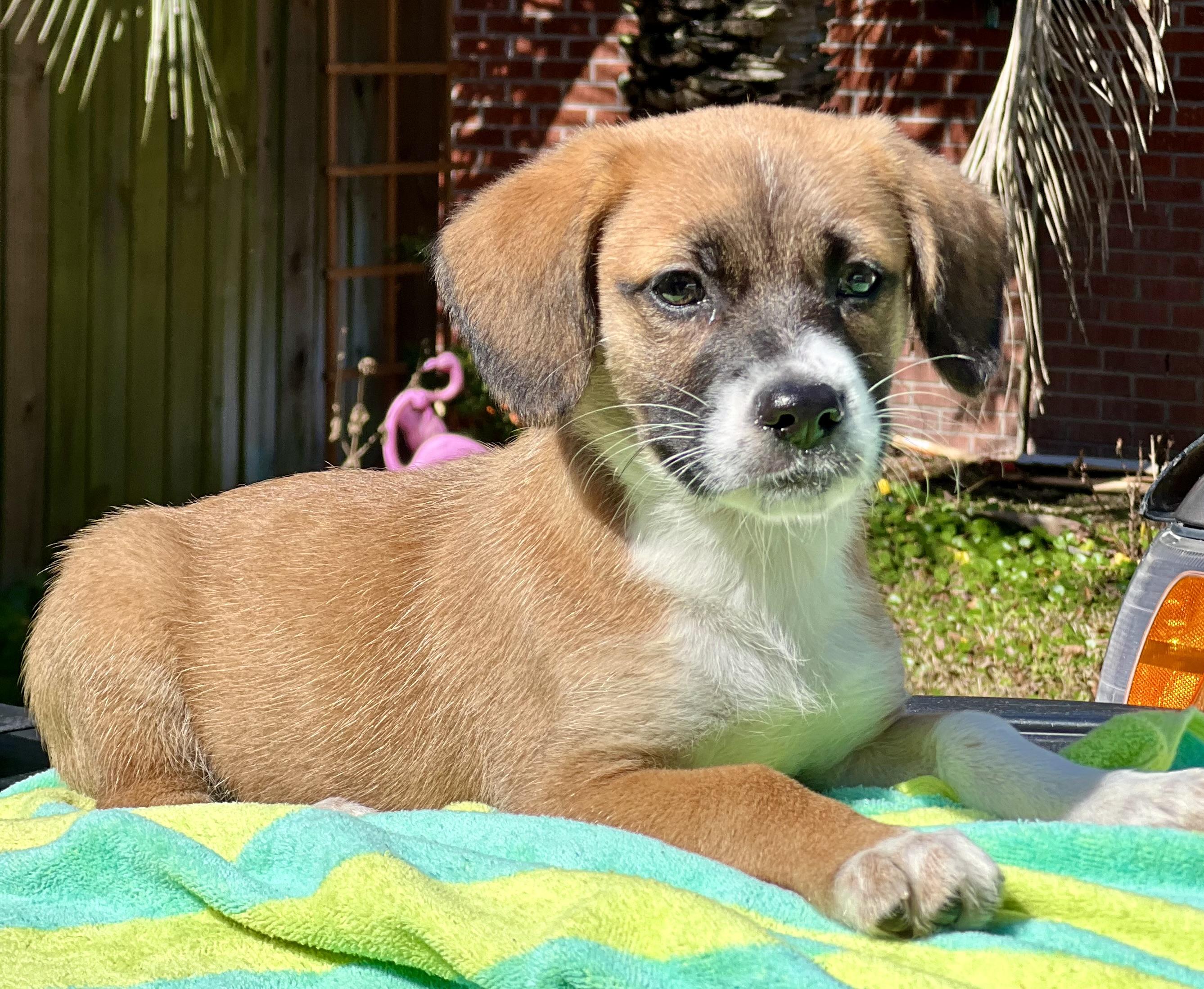 Tater, an adoptable mixed breed in Mt Pleasant, SC image 2/5