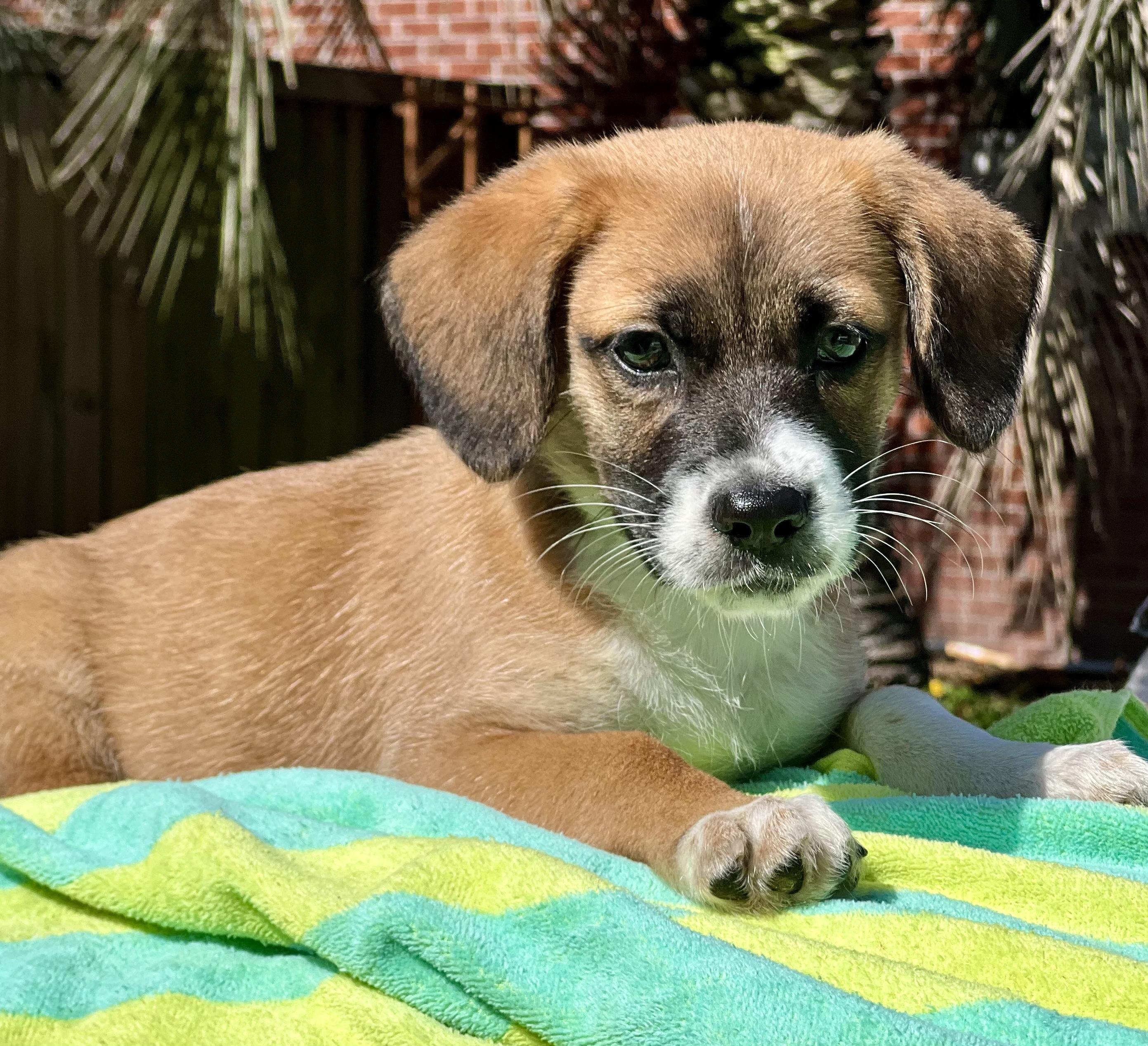 Tater, an adoptable mixed breed in Mt Pleasant, SC image 3/5