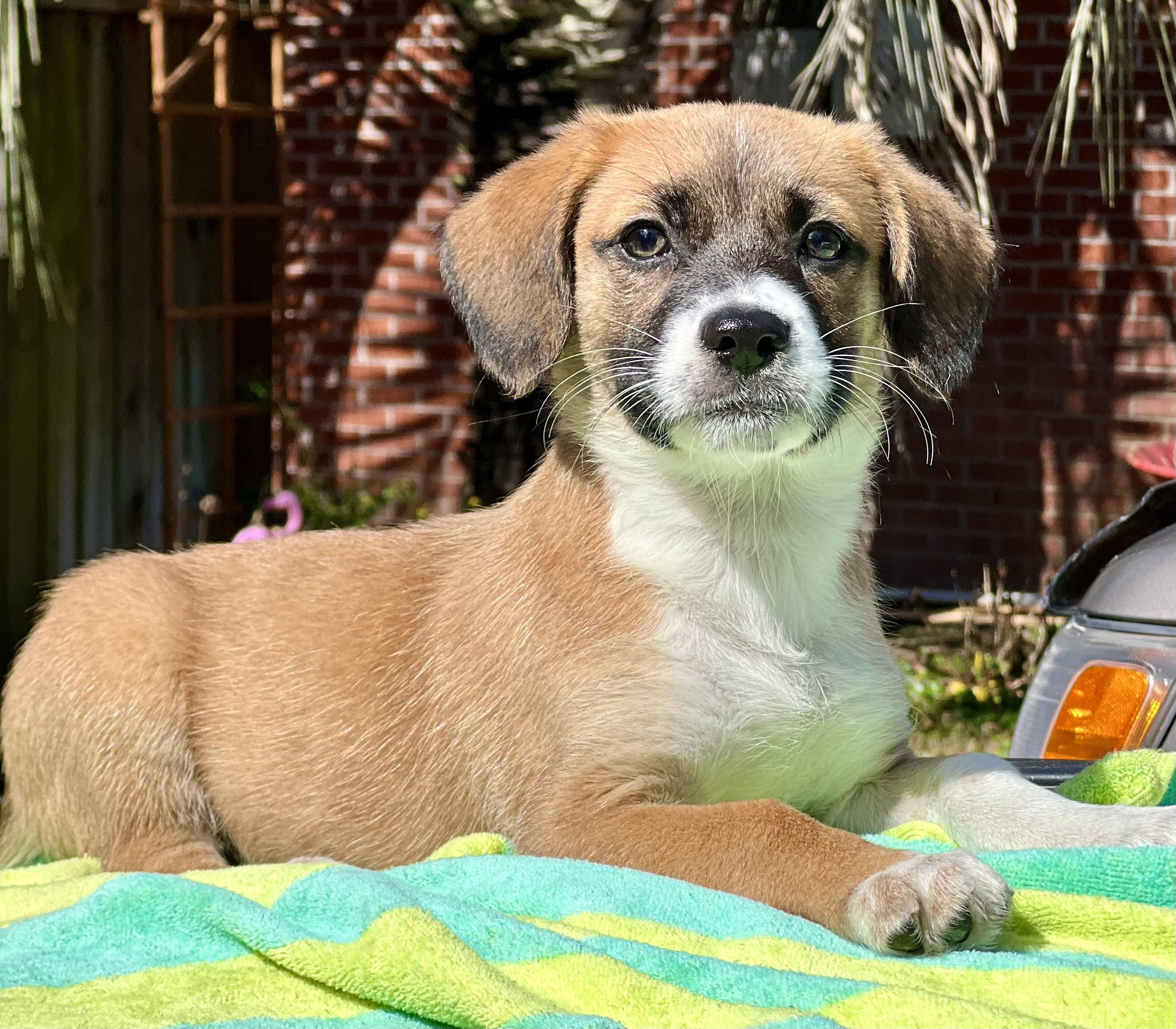 Tater, an adoptable mixed breed in Mt Pleasant, SC image 1/5