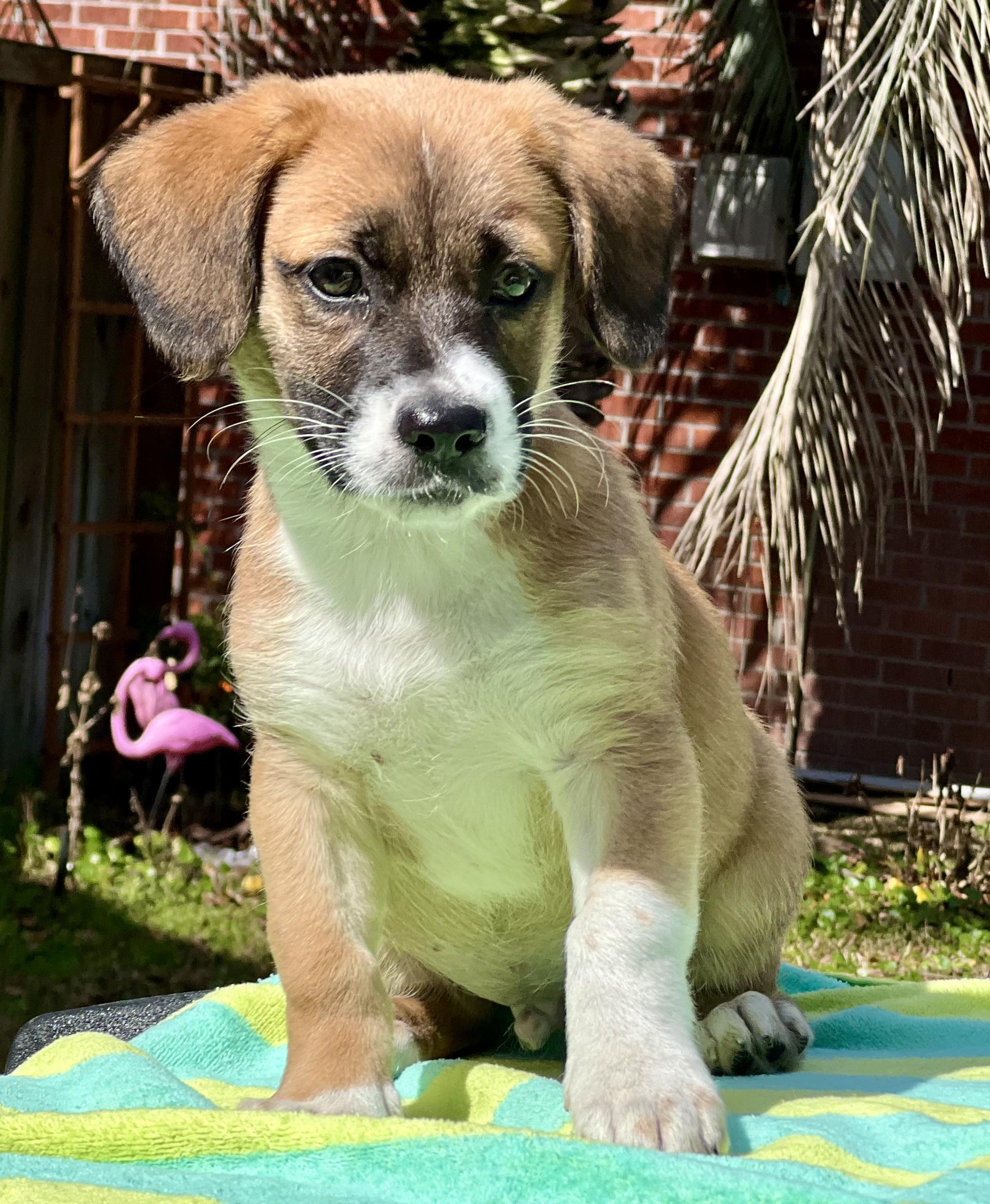 Tater, an adoptable mixed breed in Mt Pleasant, SC image 5/5