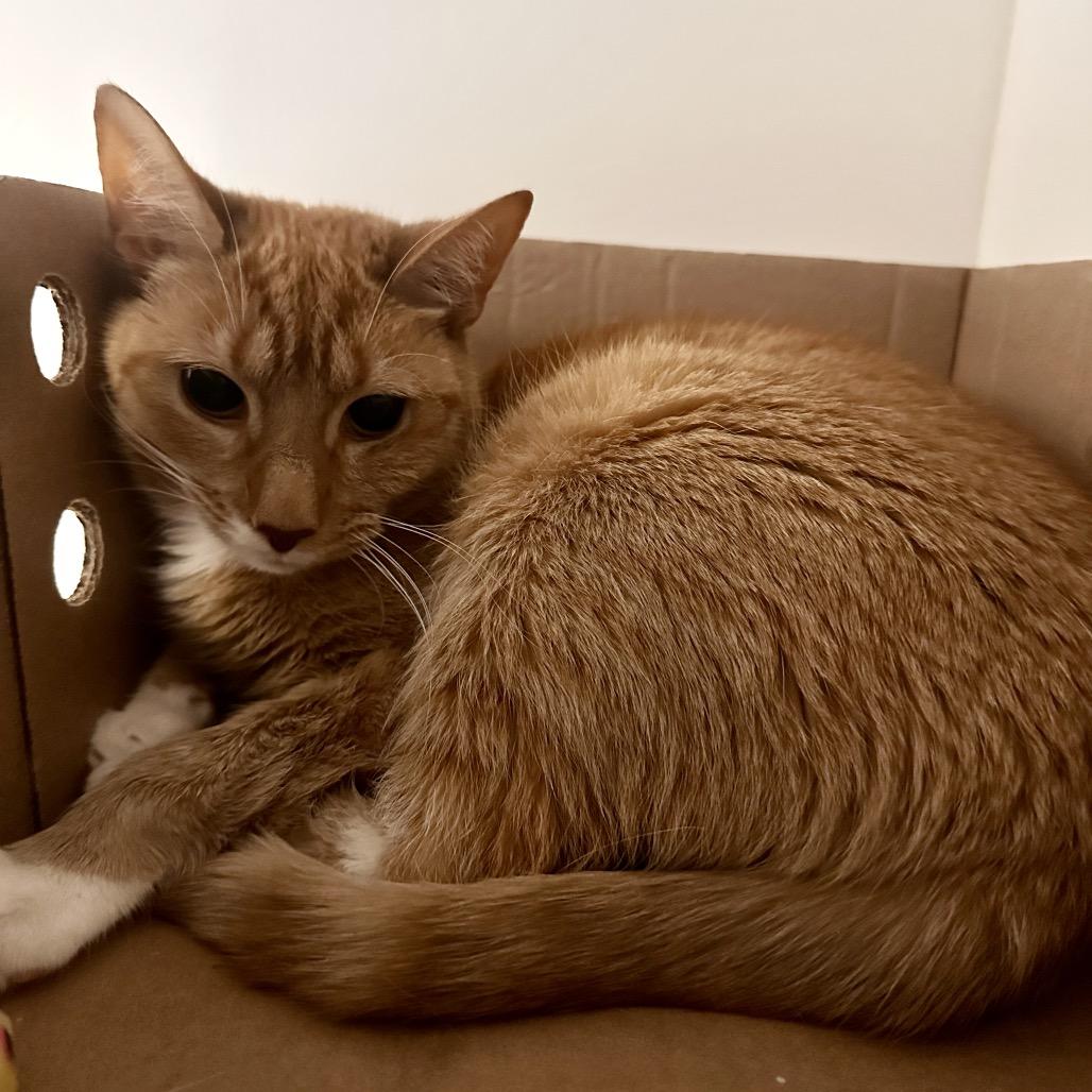 Saffron, Adoptable, Adult Female Domestic Short Hair.