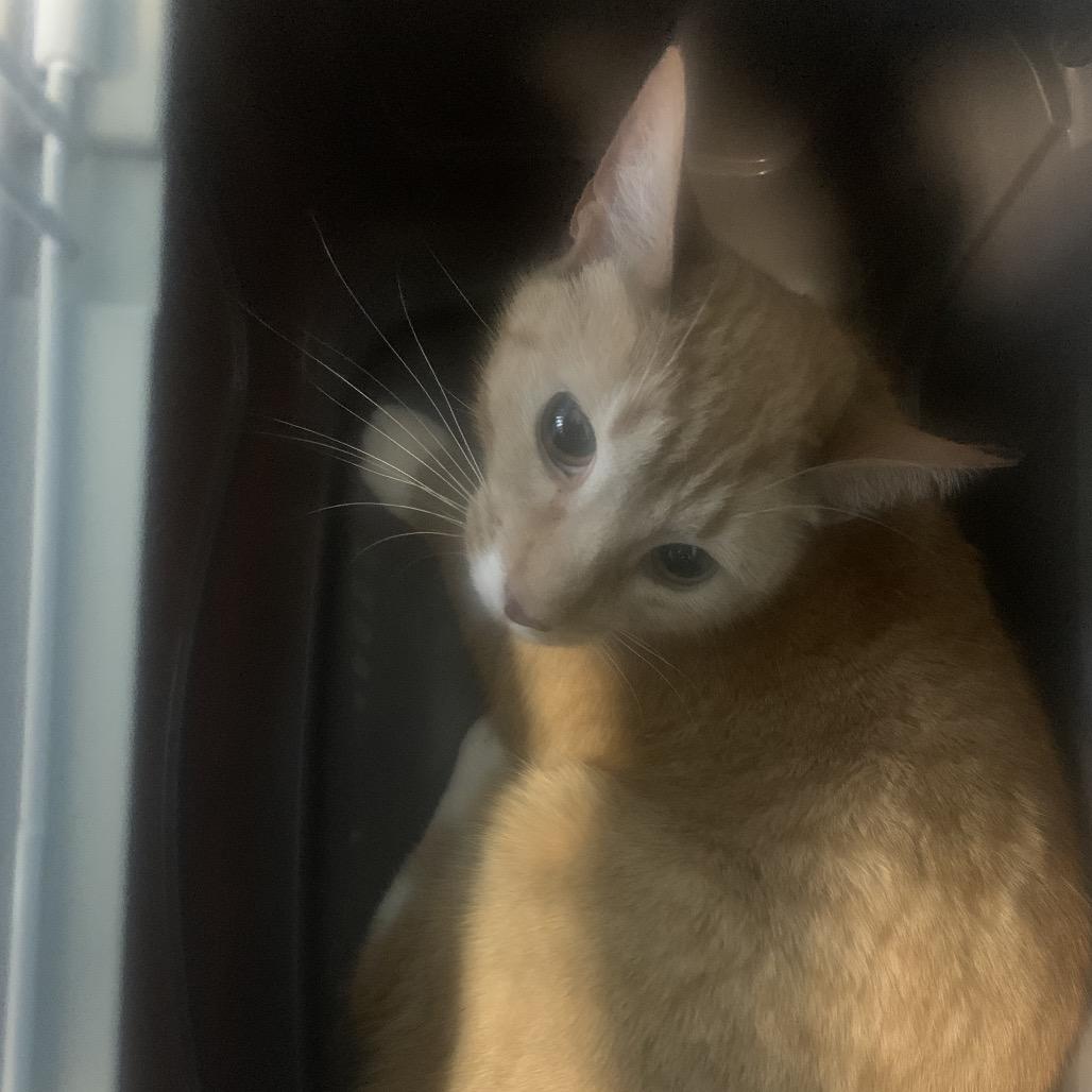 Enlarge Saffron, a Adoptable Domestic Short Hair in Greensboro, NC image 1/1