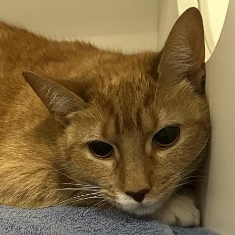 Enlarge Saffron, a Adoptable Domestic Short Hair in Greensboro, NC image 3/6