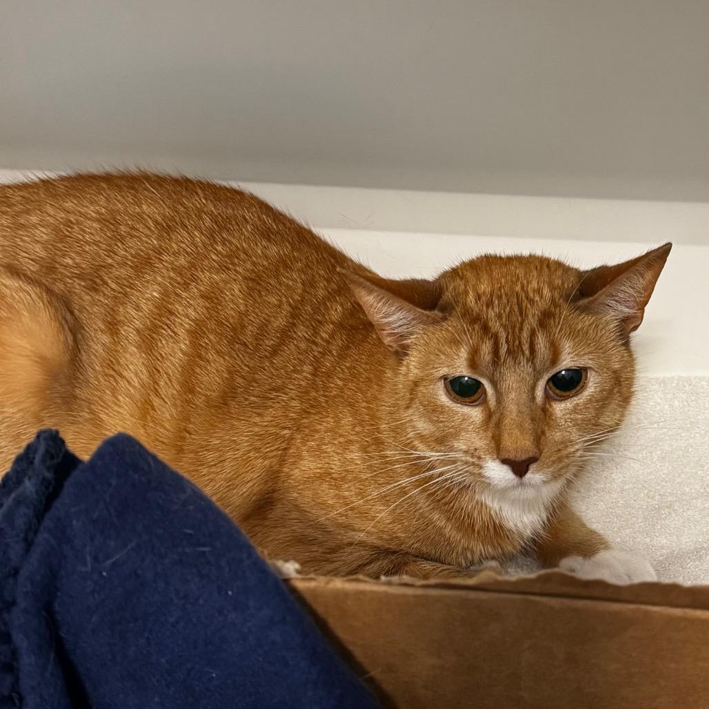 Enlarge Saffron, a Adoptable Domestic Short Hair in Greensboro, NC image 3/3