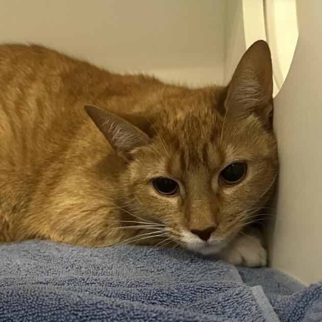 Enlarge Saffron, a Adoptable Domestic Short Hair in Greensboro, NC image 5/6