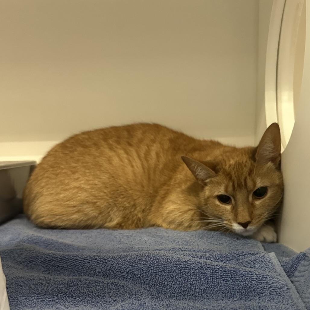 Enlarge Saffron, a Adoptable Domestic Short Hair in Greensboro, NC image 6/6