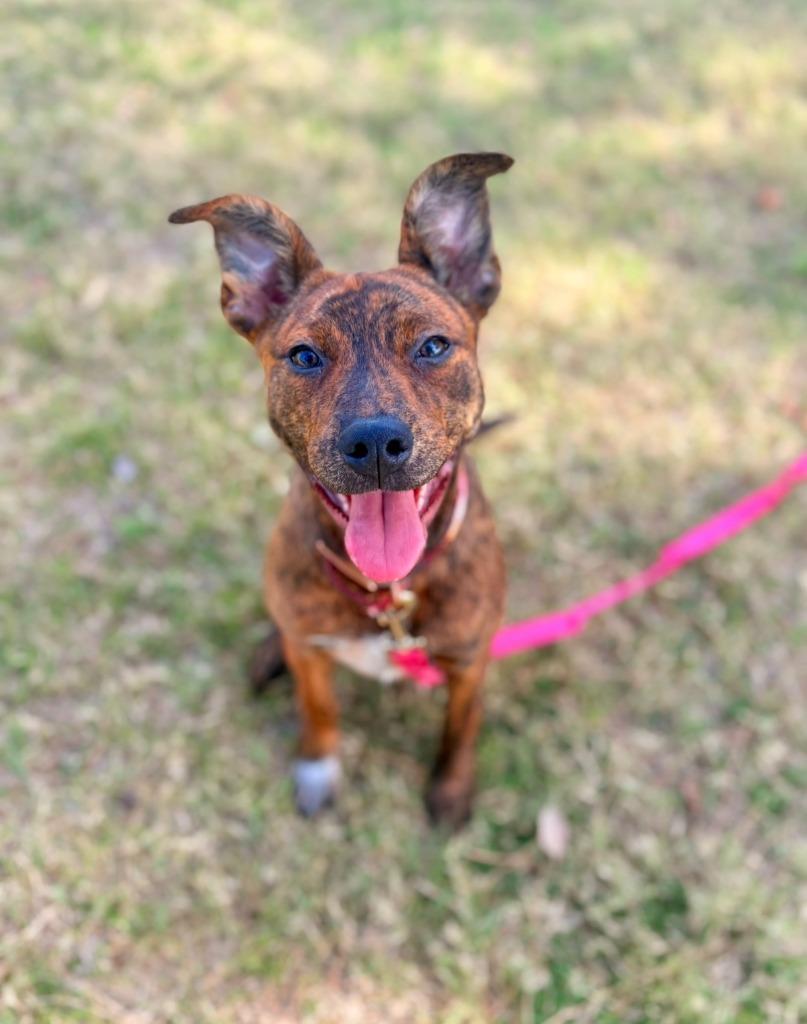 Skrrt, a Adoptable mixed breed in Phoenix, AZ image 1/6
